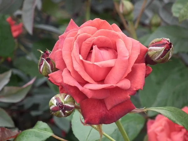 Danse du Feu - Climbing Rose