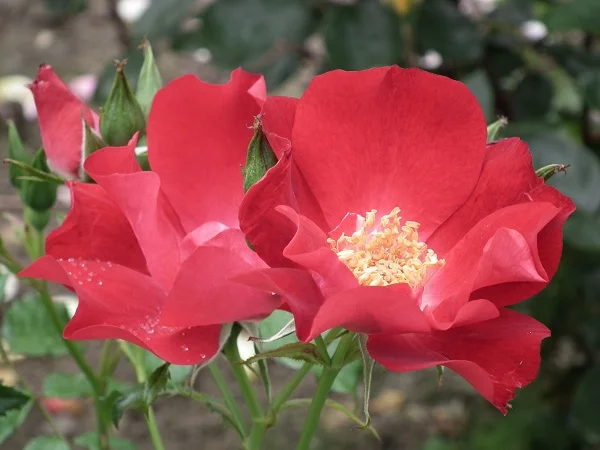 Dortmund - Climbing Rose