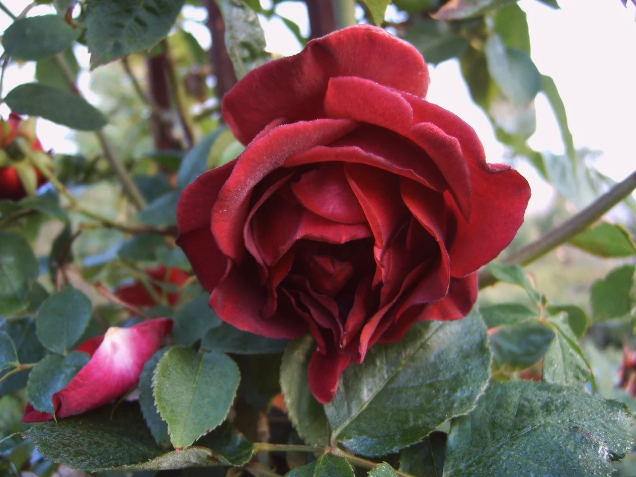 Etoile de Hollande - Climbing Rose