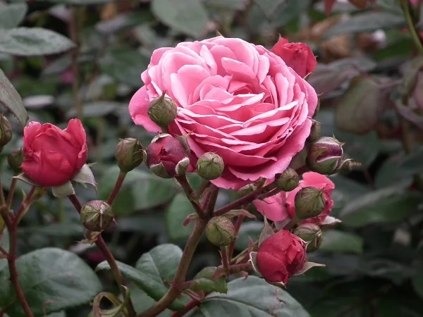 Etude - Climbing Rose