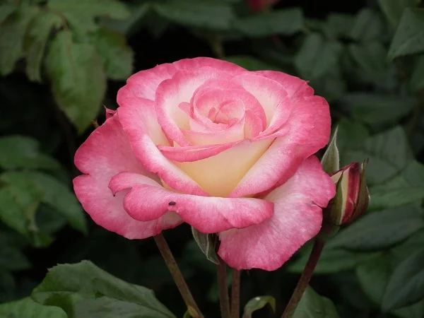Handel - Climbing Rose