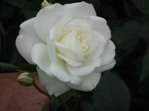 Iceberg - Climbing Rose