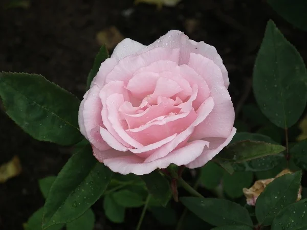 Kathleen Harrop - Climbing Rose