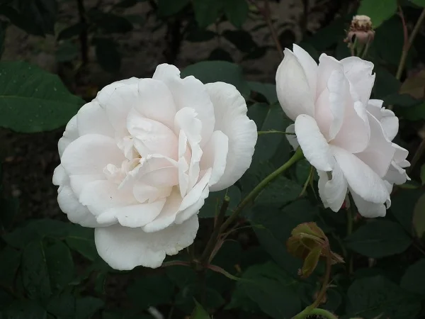 Mme Alfred Carriere - Climbing Rose