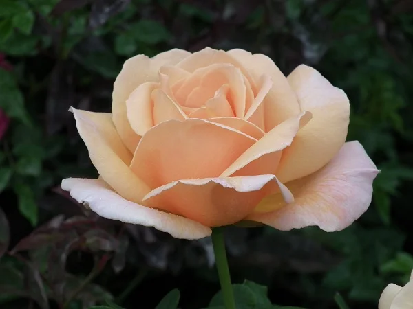 Schoolgirl - Climbing Rose
