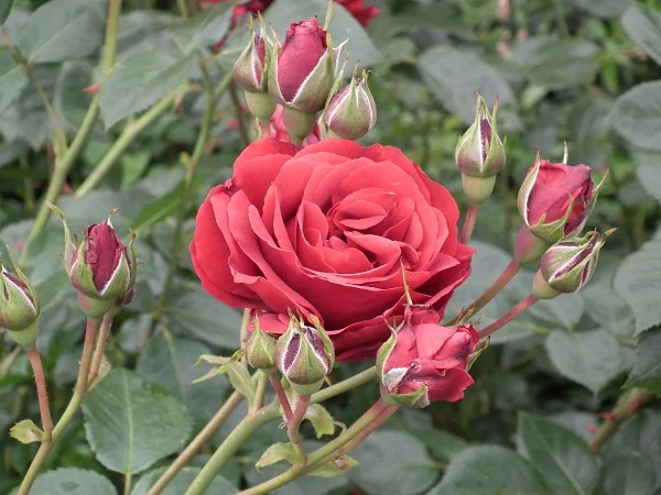 Sympathie - Climbing Rose