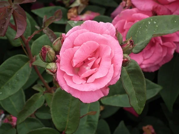 Zephirine Droughin - Climbing Rose