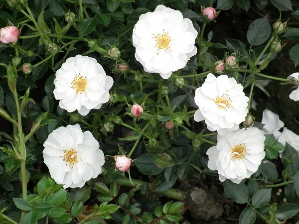 Avon Ground Cover Rose — Parkside Nursery Rose Growers