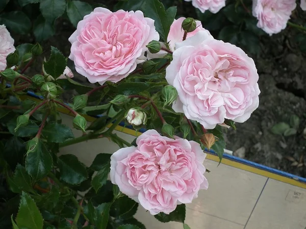 Cheshire - Ground Cover Rose