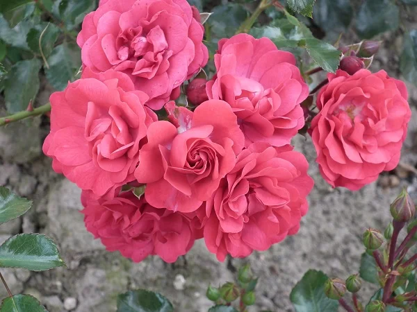 Lancashire - Ground Cover Rose