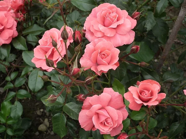 Wiltshire - Ground Cover Rose