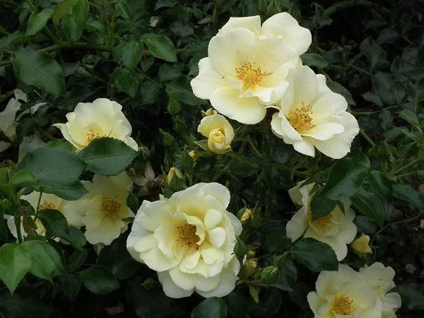 Worcestershire - Ground Cover Rose