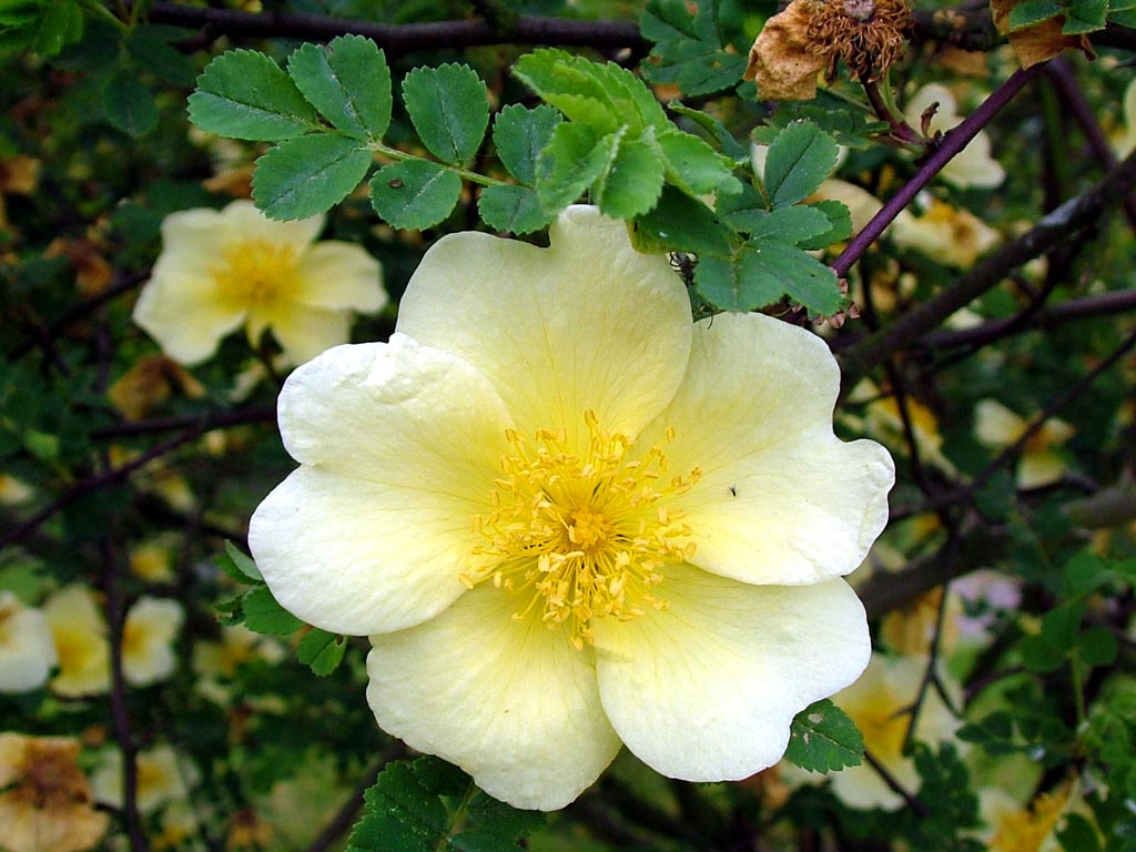Canary Bird - Shrub Rose