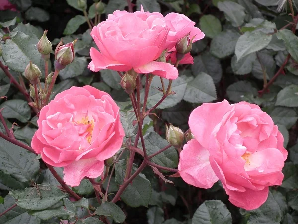 Kathleen Ferrier - Shrub Rose