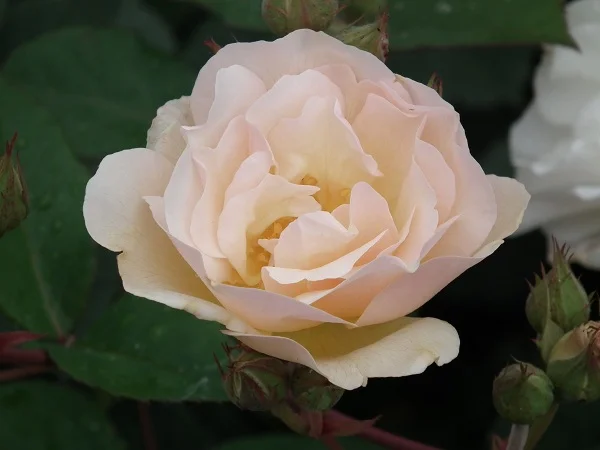 Penelope - Shrub Rose