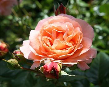 Bonita™/The St. Edmund's Rose™ - Hybrid Tea Rose