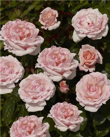 Racquel™ / Windsor Wonder™ - Hybrid Tea Rose
