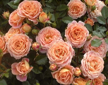 Absent Friends Floribunda