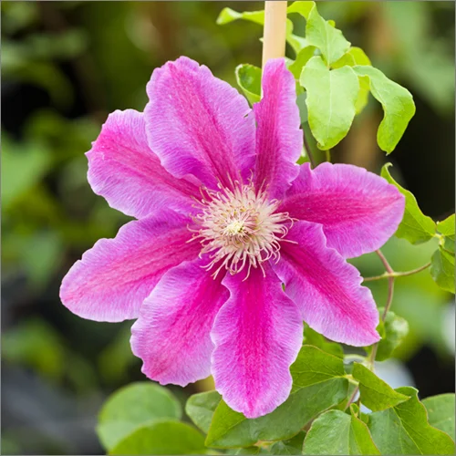 parkside_nursery_clematis_flower_4420.jpg