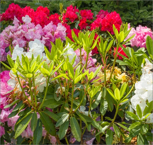 parkside_nursery_rhododendrons_4396.jpg