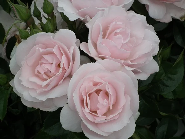 Many Happy Returns Bush Floribunda