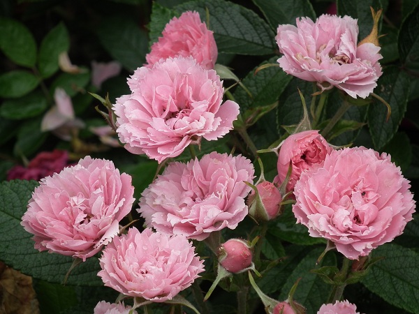 Pink Grootendorst Shrub Rose