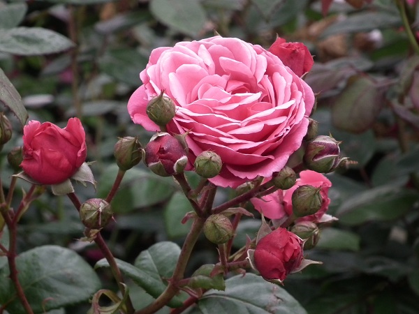 Etude Climbing Rose