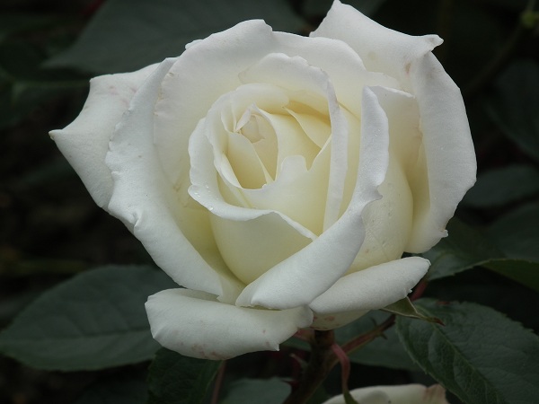 Silver Wedding Hybrid Tea Rose