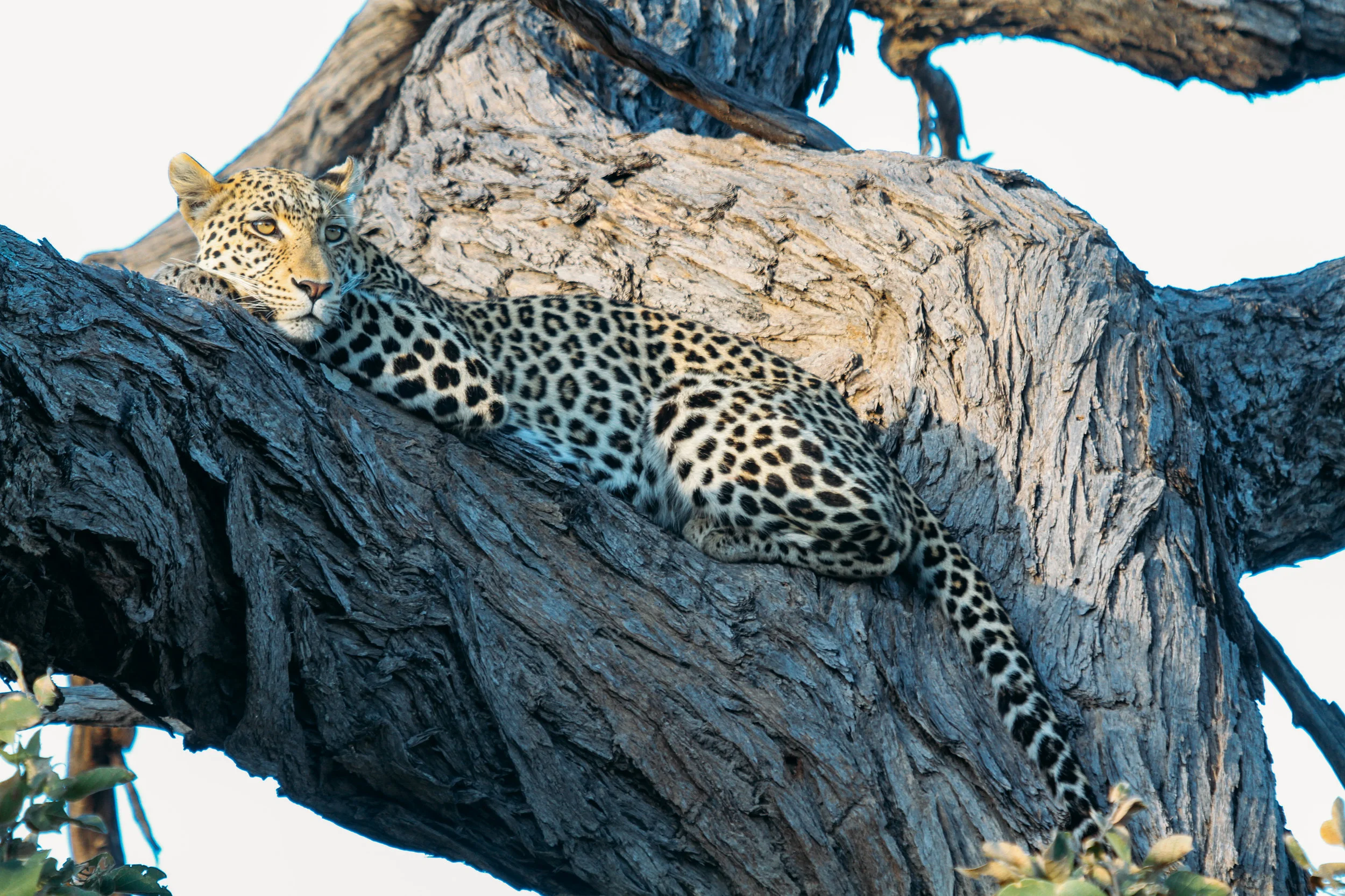 Leopard in an Acacia Tree