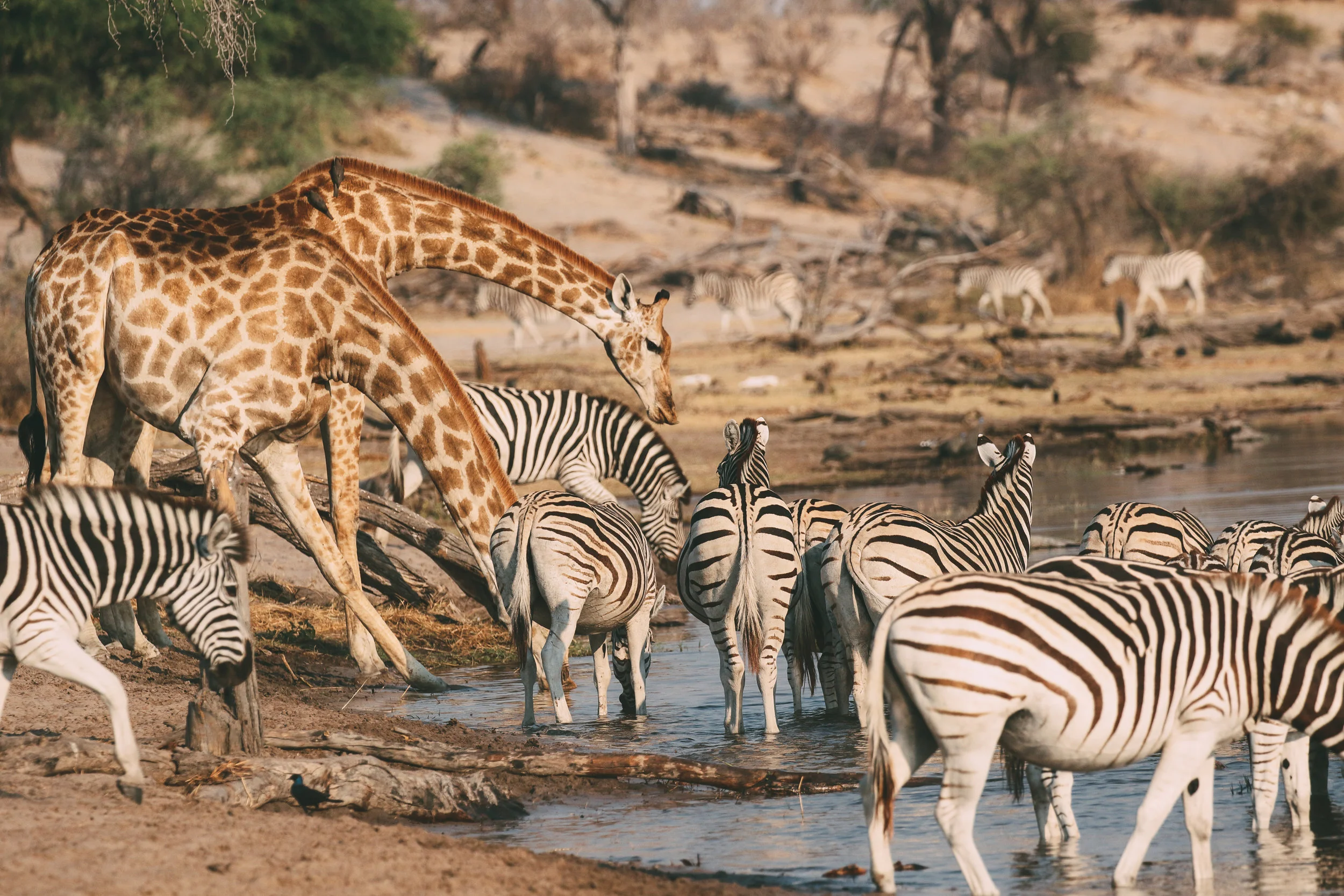 Gathering of Zebra and Giraffe