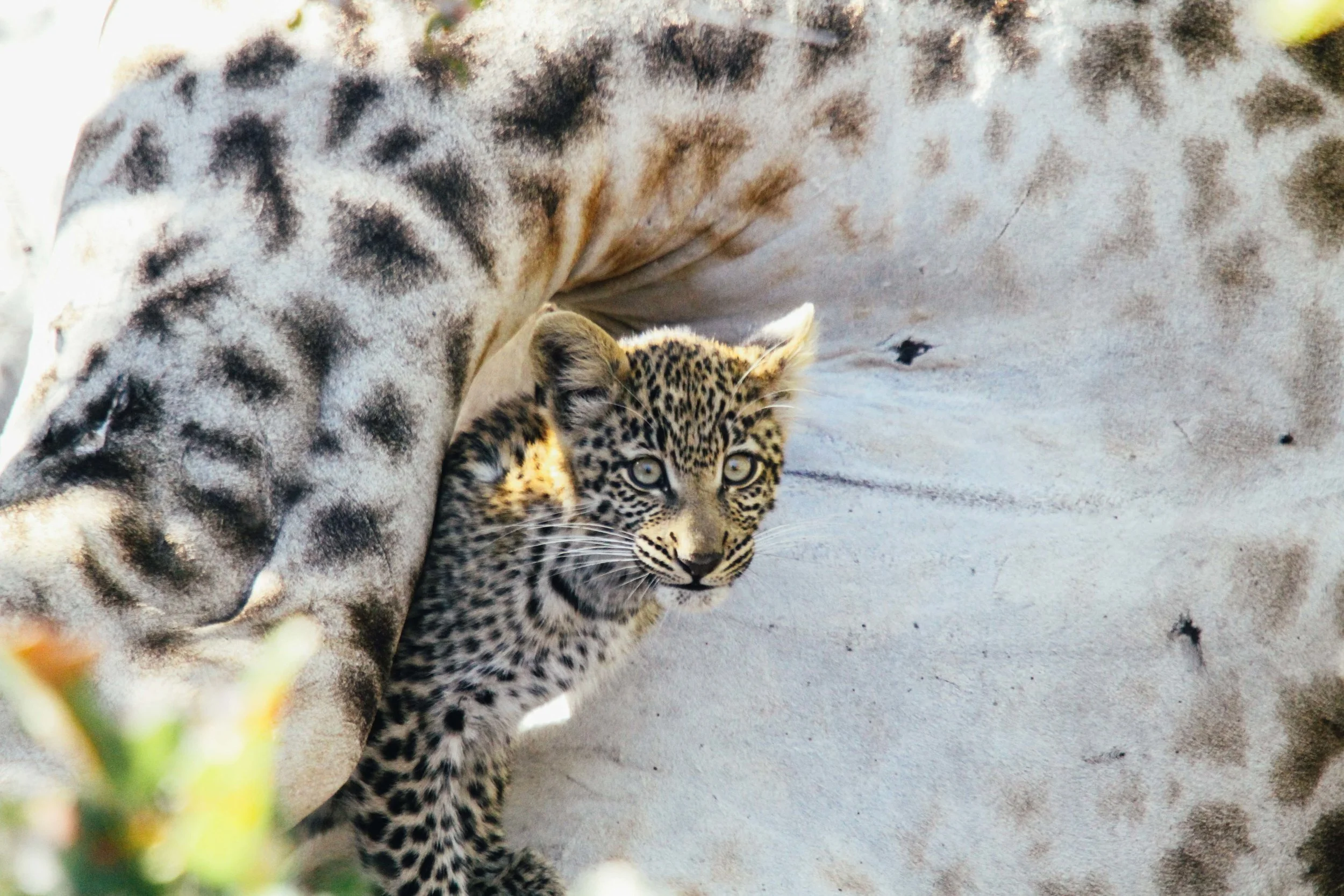 Hiding Leopard cub