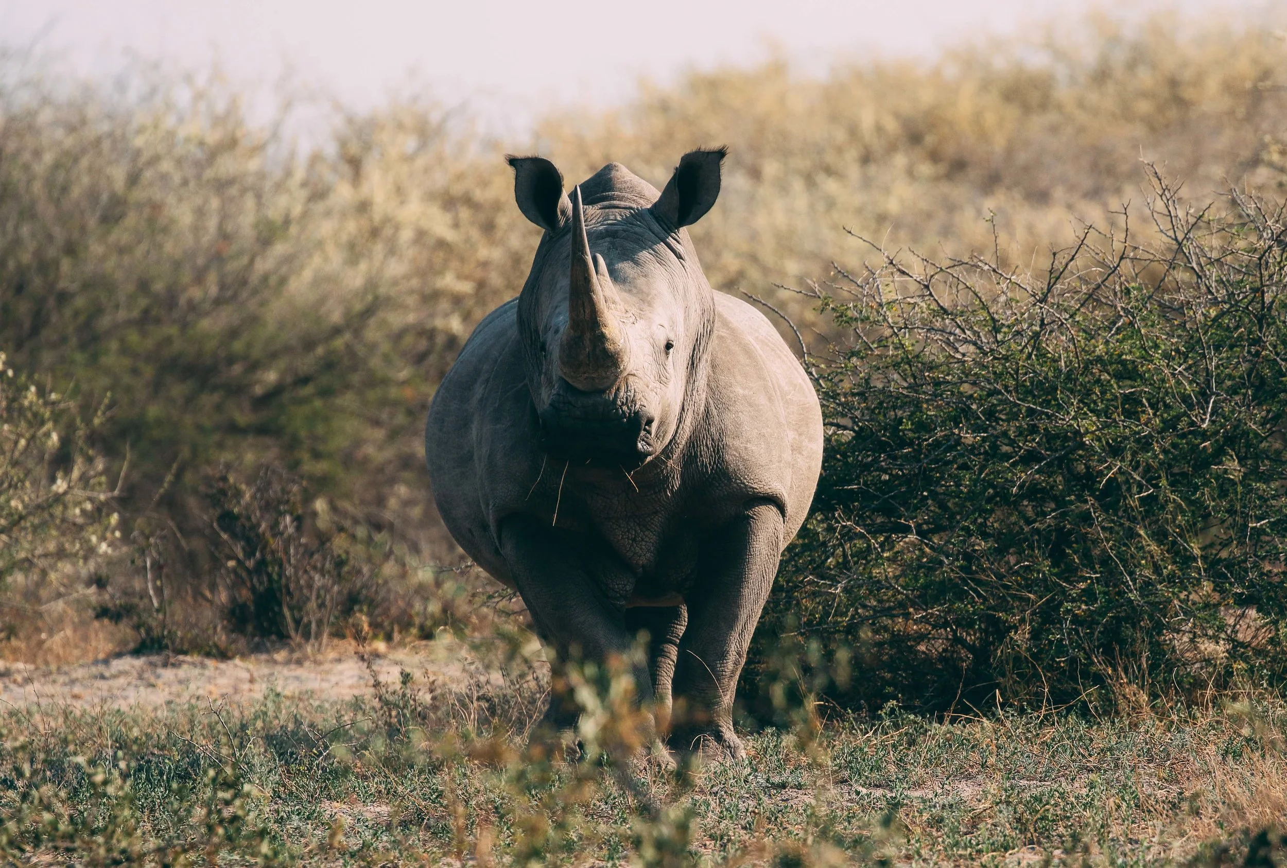 Rhino in the Kalahari