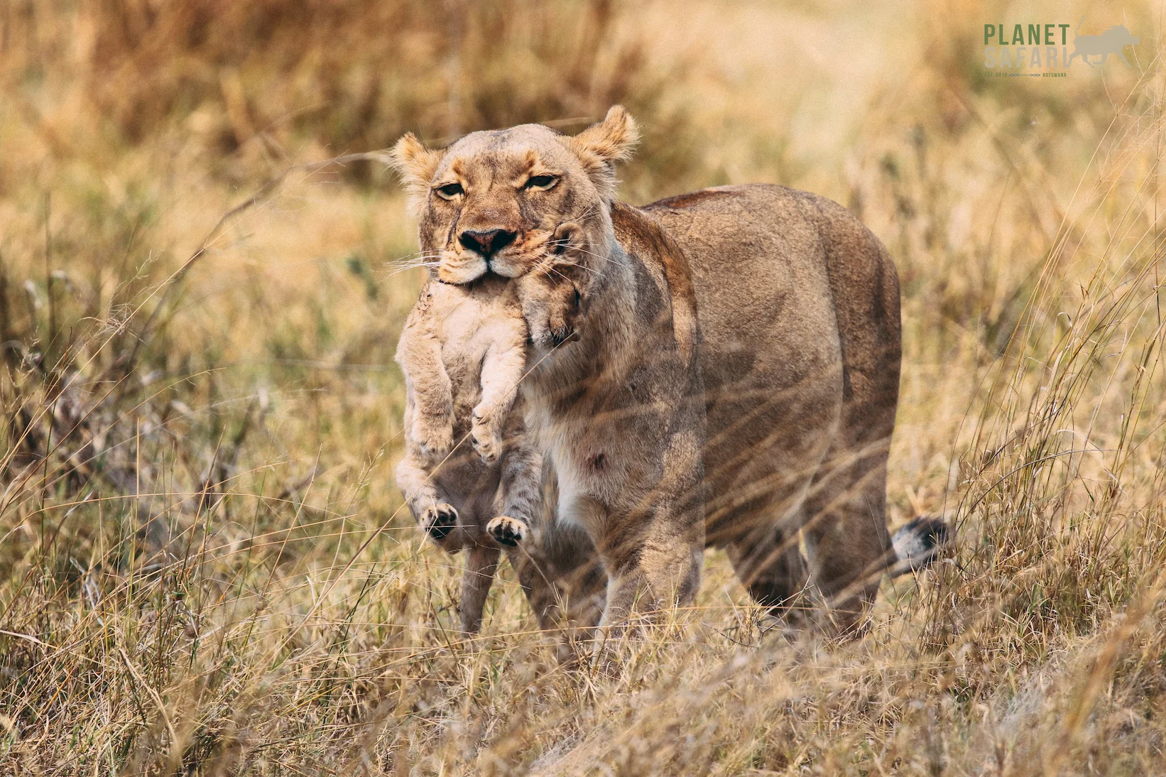Lion mother carrying cub