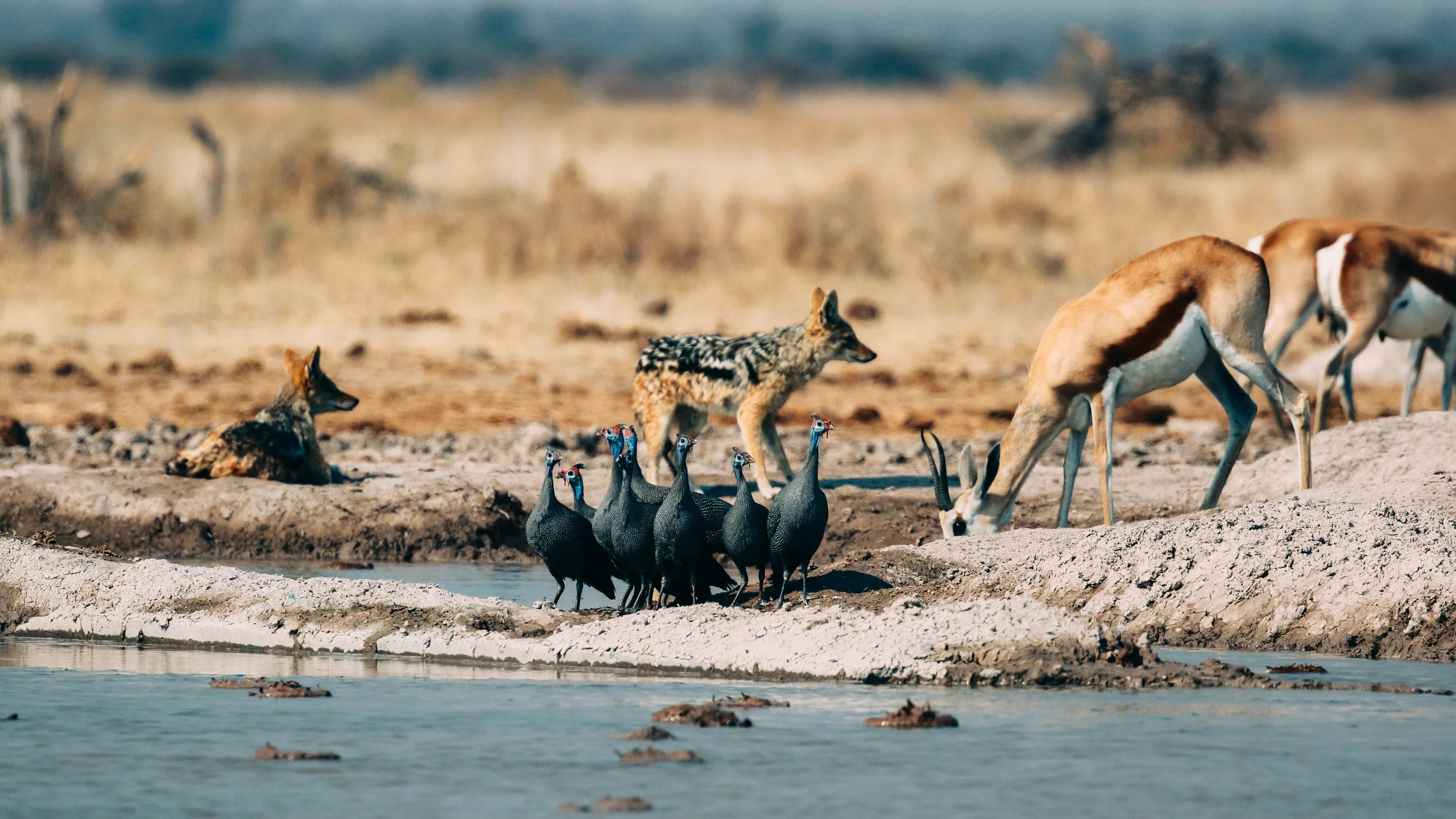 Gathering at the waterhole