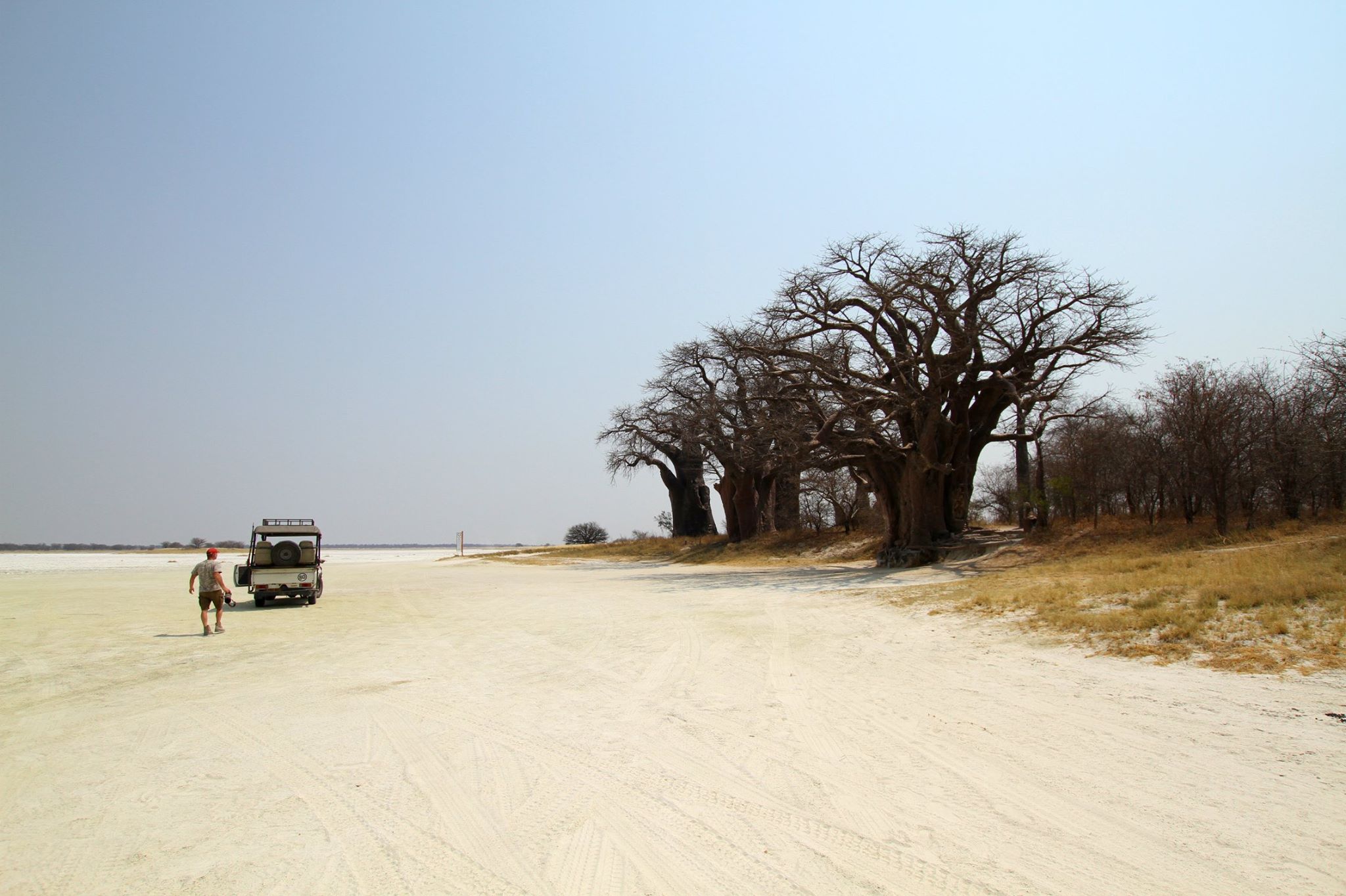 Baobab tree
