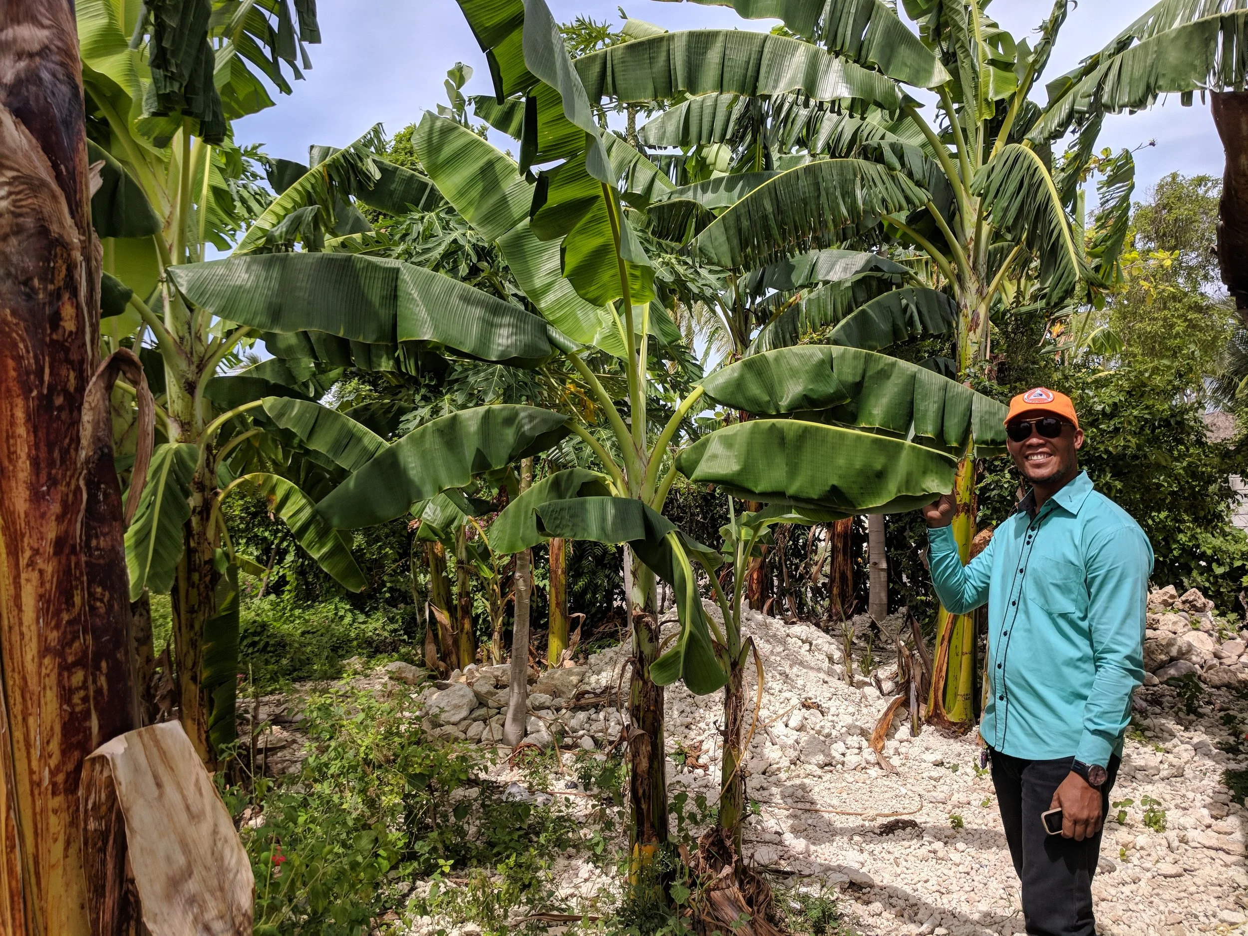 Plaintains that Patrick planted for his mom.