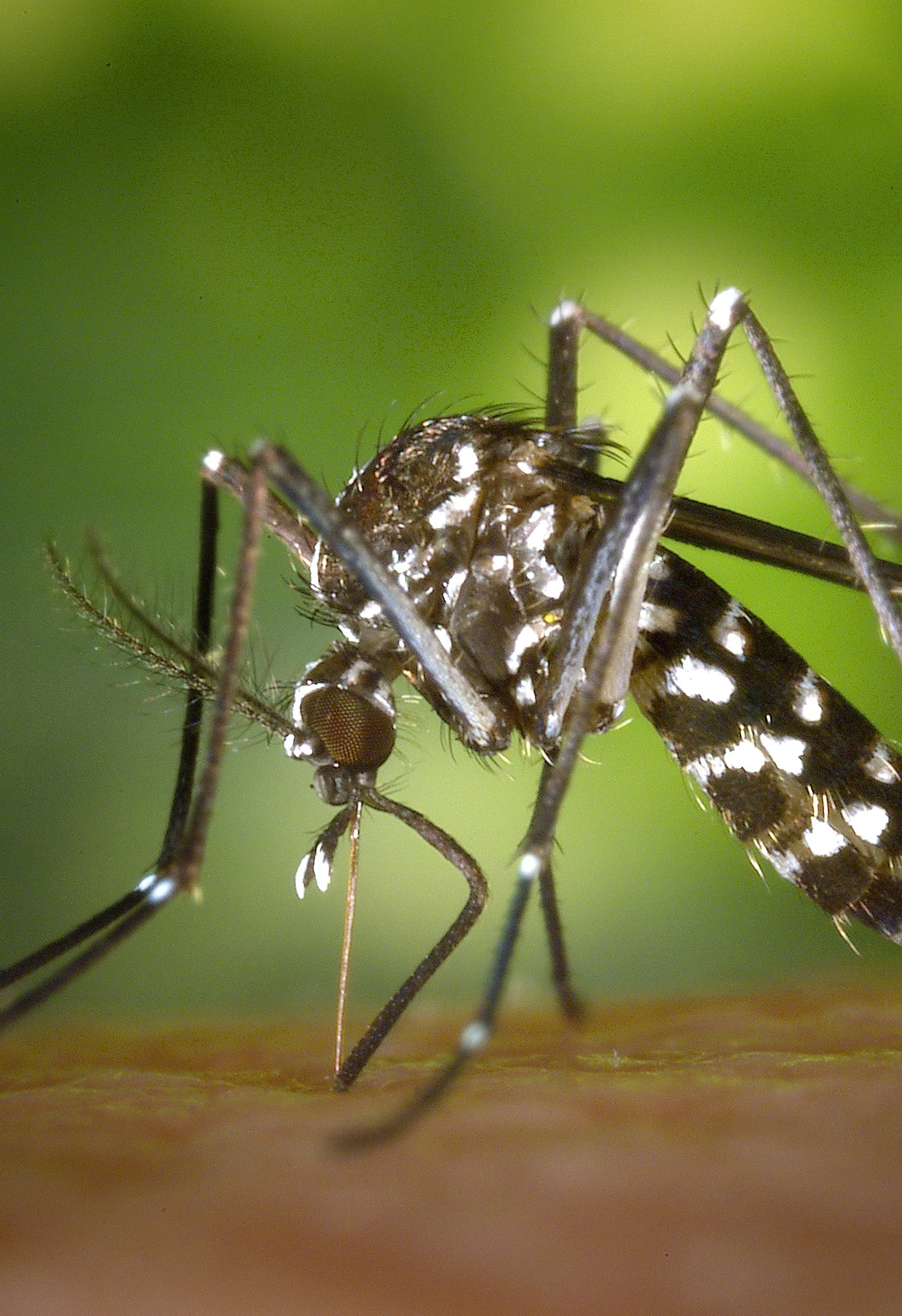 Mosquito fogging, mosquito spraying, how to get rid of mosquitos, Bug Assassin Pest Management, mosquito suppression, Vero Beach Pest Control, Sebastian Pest Control, Exterminators, Vero Beach Exterminator, Sebastian Exterminator, Best pest control companies in Indian River County