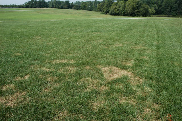 brown-patch-2.jpg