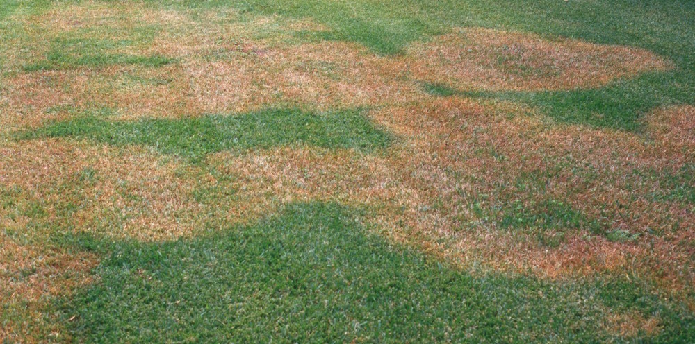 brown-patch-3.jpg