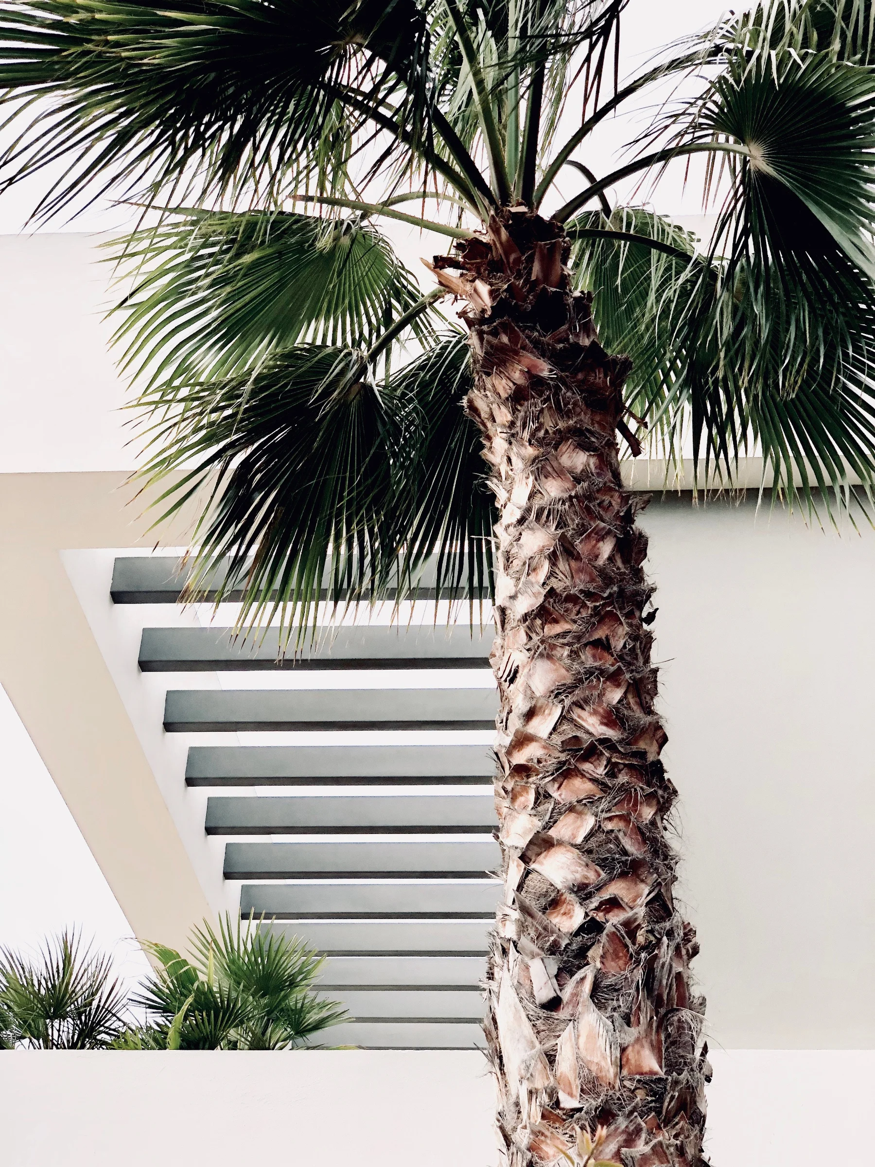 palm_tree_pruning_tips.jpg