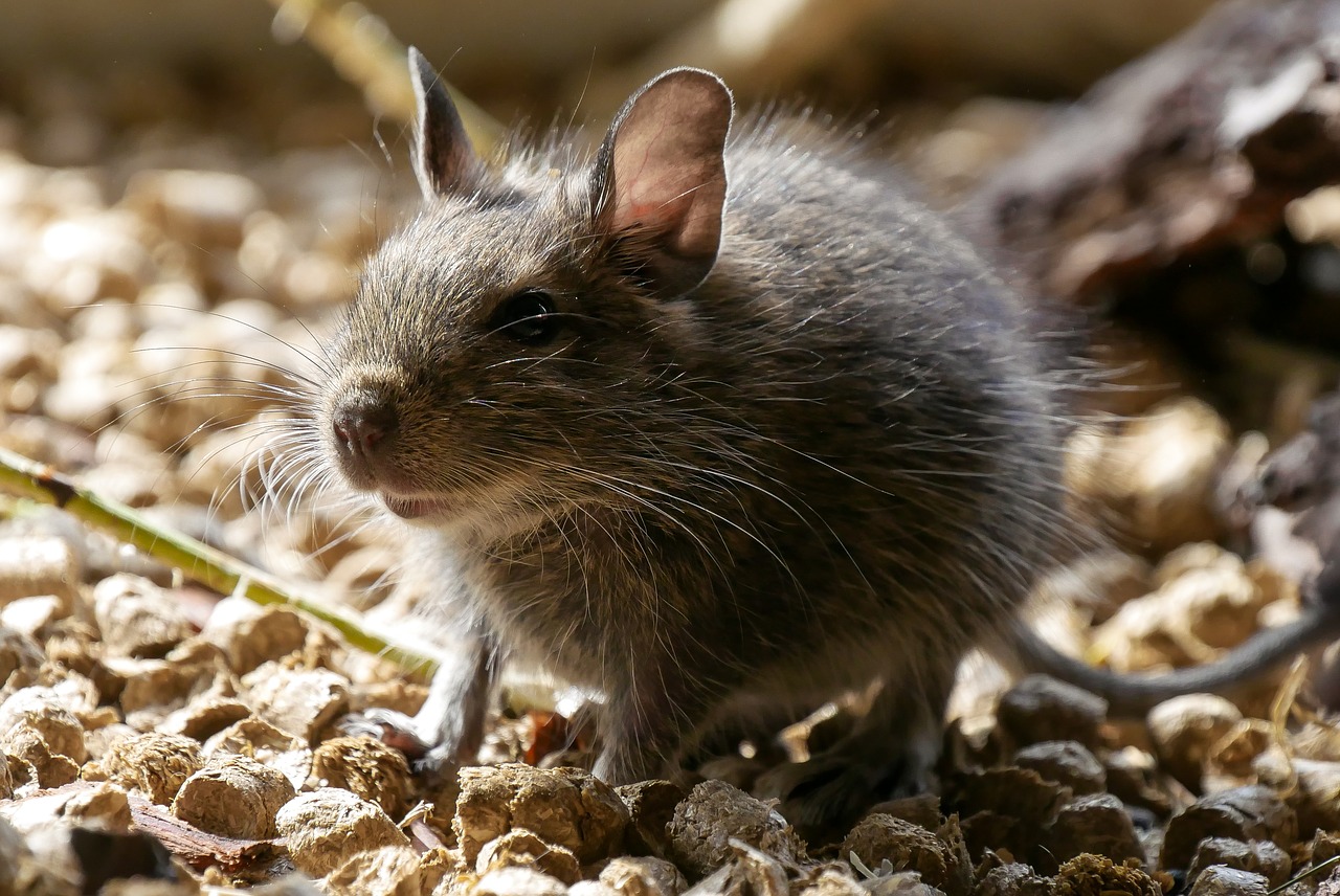 how_to_get_rid_of_rats_in_your_home.jpg