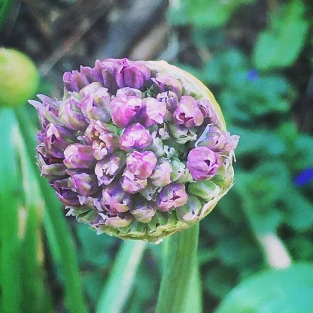 #allium