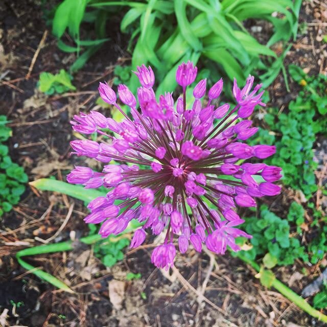 #allium