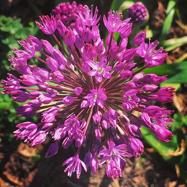 #allium