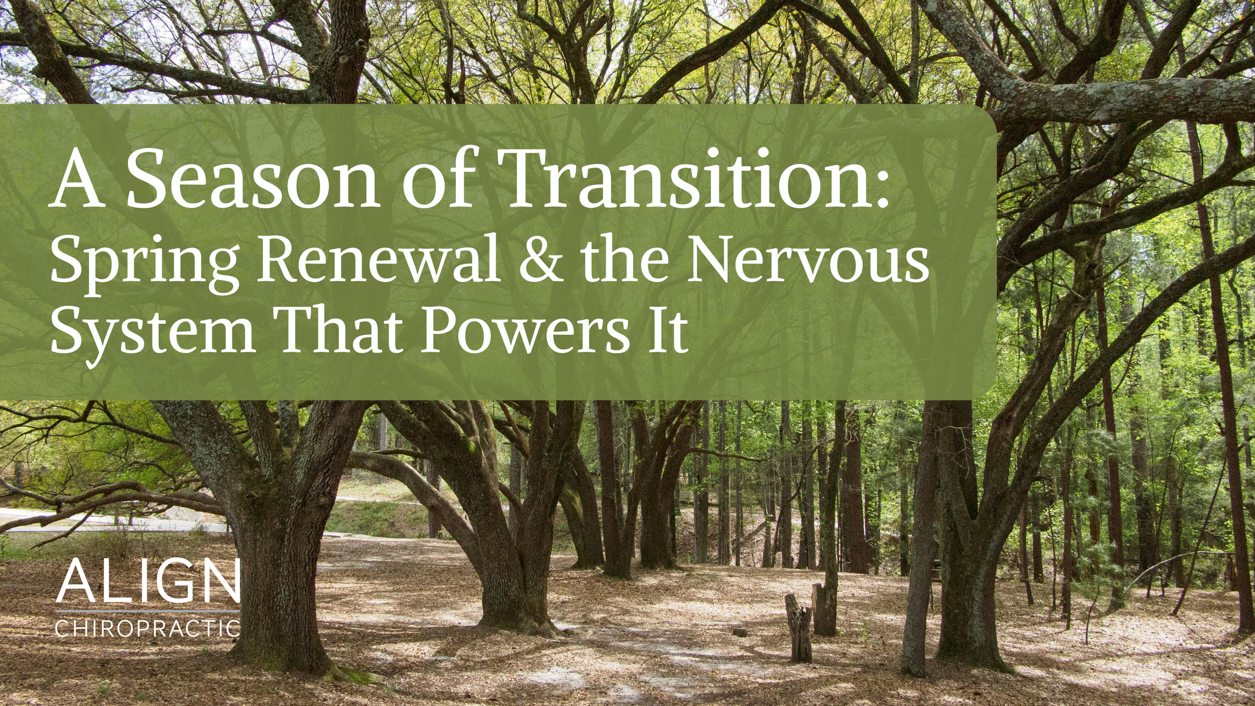 A Season of Transition: Spring Renewal and the Nervous System That Powers It