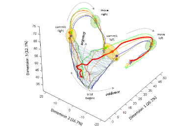 Evolution of neuronal activity in the premotor cortex during decision making (image provided by Dr. Paul Cisek)