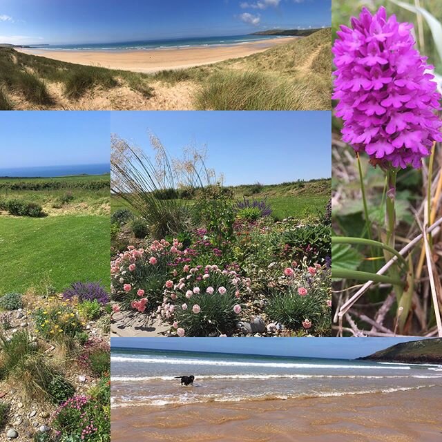 After a wet week last week it feels like summer today, the garden is blooming and the beach could almost be Mediterranean #burrowspembroke #freshwaterwestbeach #lovepembrokeshire #visitwales