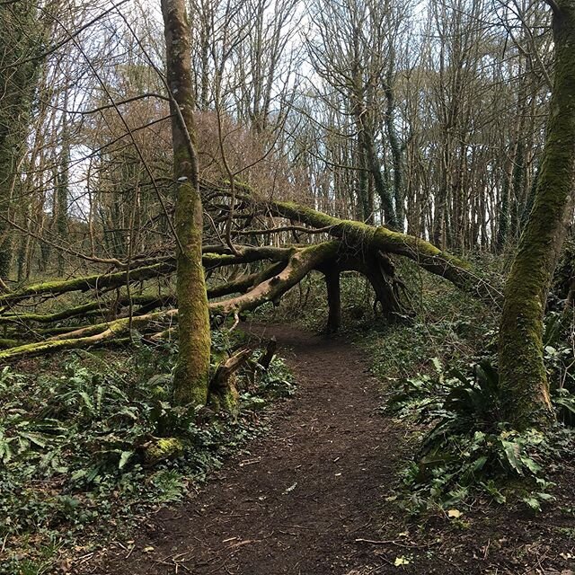 A break in the weather so did one of my favourite walks today from 8 arch bridge top of Bosherston Lily Ponds through the woods to back of Barafundle beach around the headland to Broad Haven #pembrokeshirenationalpark #coastalpath #pembrokeshirecoast