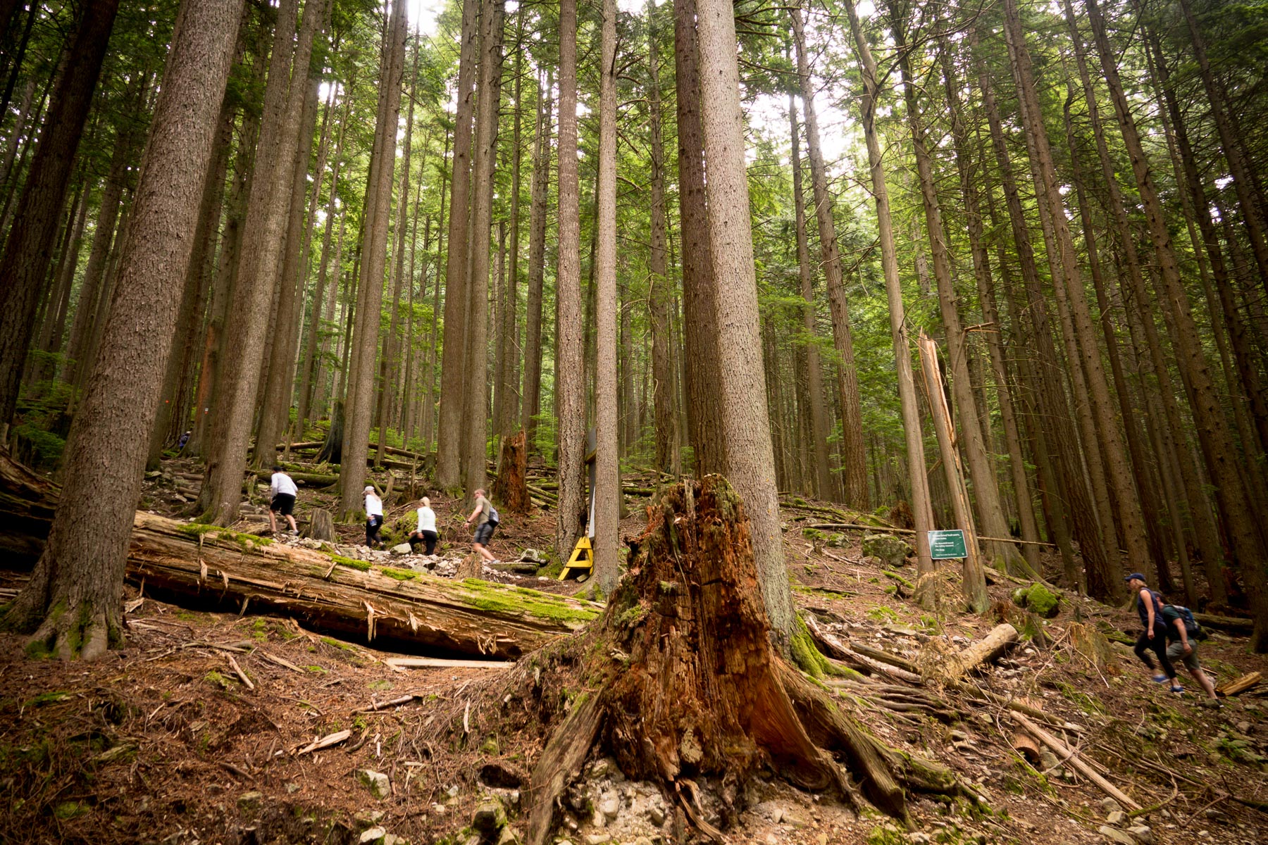 07-grousegrind-1.jpg