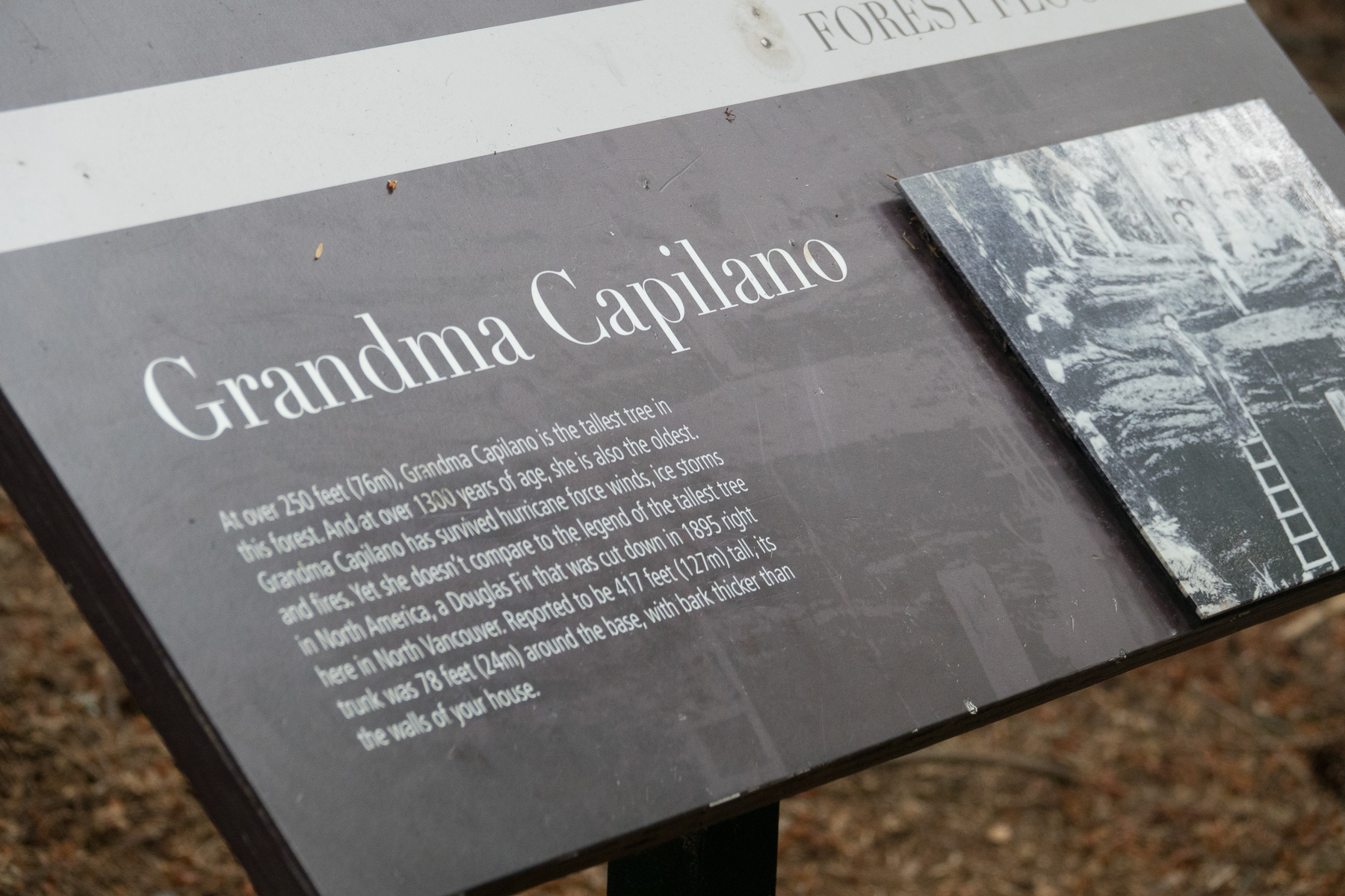 07-vancouvercapilano-28.jpg